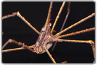 Arrow Crab